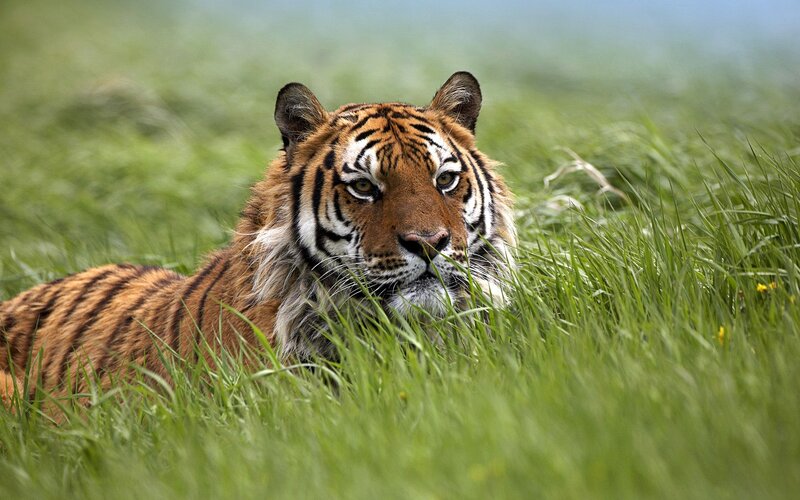 Tiger in Tall Grass — Green, Alert, Photograph