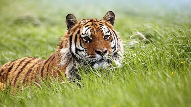 Tiger in Tall Grass — Green, Alert