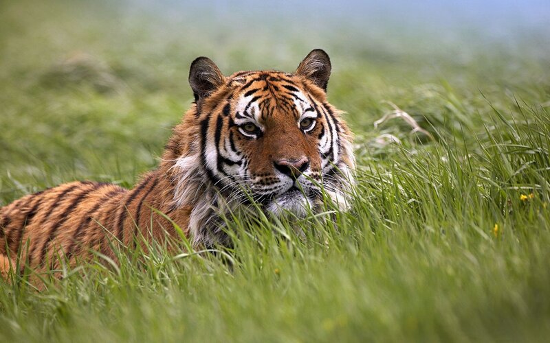 Tiger in Tall Grass — Green, Calm, Photograph