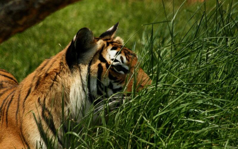 Tiger in Tall Grass — Green, Calm