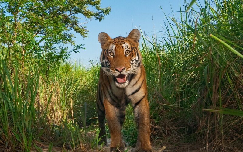 Tiger in Tall Grass — Green, Natural, Afternoon, Photograph, Trees