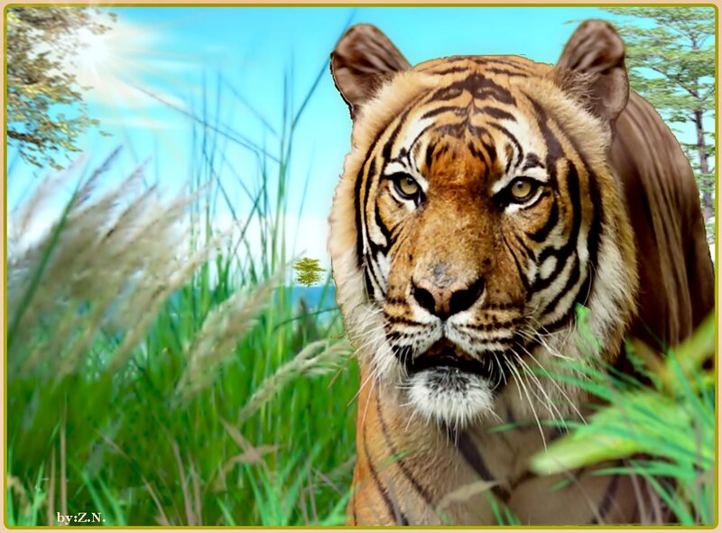 Tiger in Tall Grass — Green, Natural, Afternoon