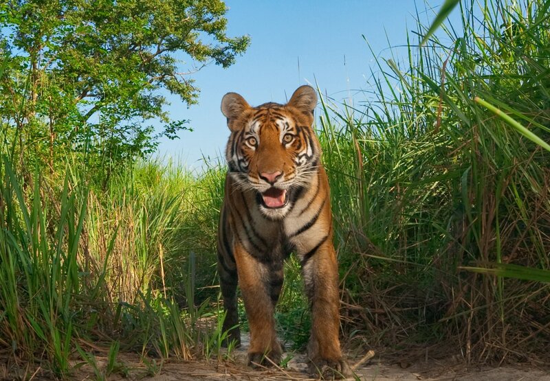 Tiger in Tall Grass — Green, Natural
