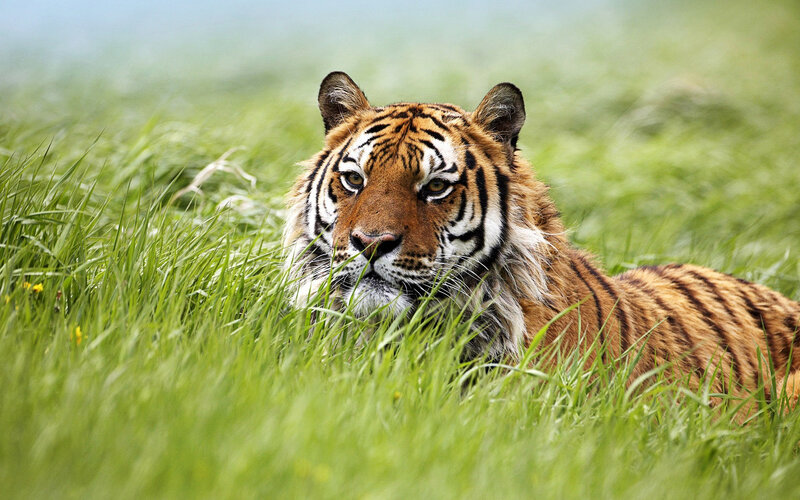 Tiger in Tall Grass — Green