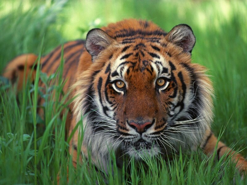 Tiger in Tall Grass — Orange, Alert, Afternoon, Photograph, Eyes