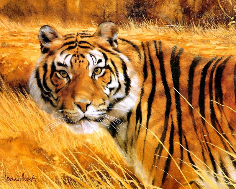 Tiger in Tall Grass — Orange, Alert, Afternoon