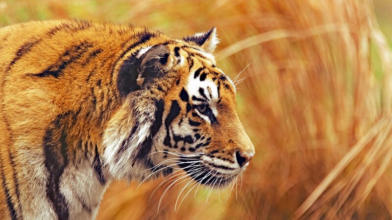 Tiger in Tall Grass — Orange, Alert, Photograph