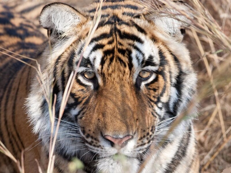 Tiger in Tall Grass — Orange, Alert