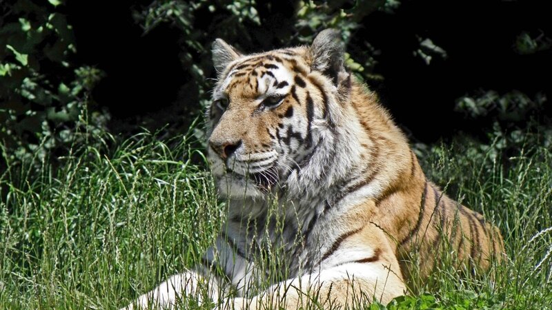 Tiger in Tall Grass — Orange, Calm, Afternoon