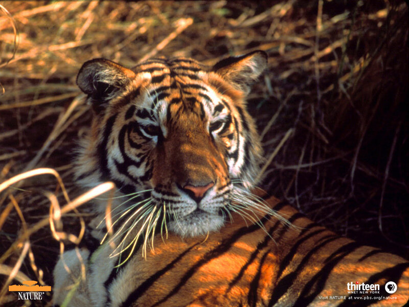 Tiger in Tall Grass — Orange, Calm