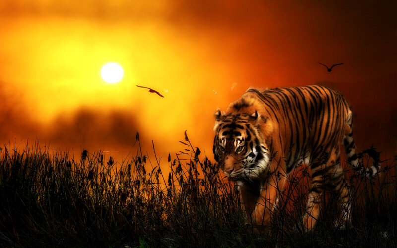 Tiger in Tall Grass — Orange, Dramatic, Sunset