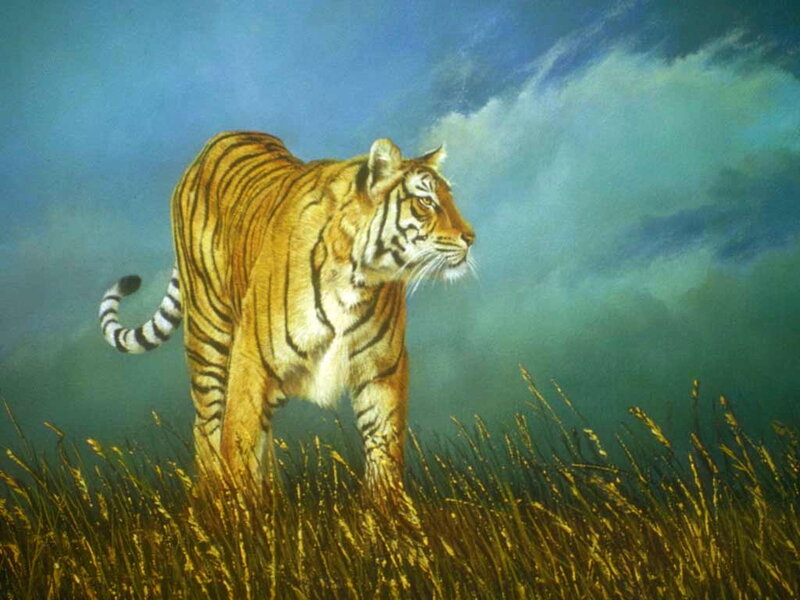 Tiger in Tall Grass — Orange, Dramatic