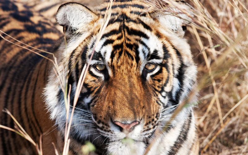 Tiger in Tall Grass — Orange