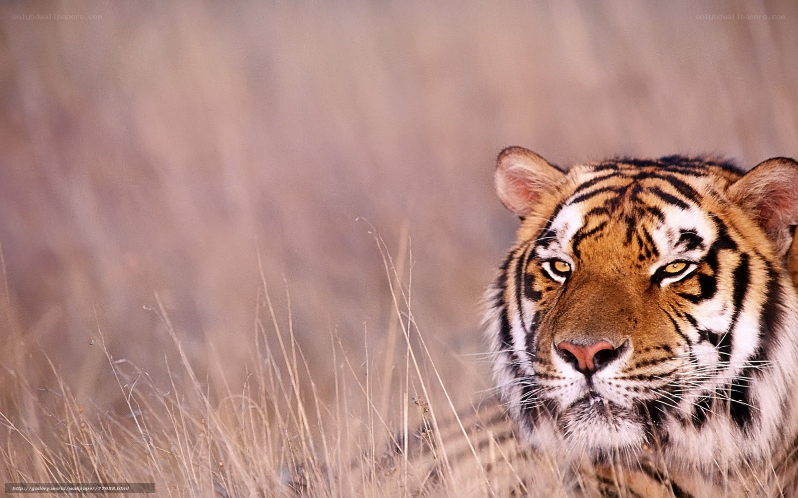 tiger in tall grass
