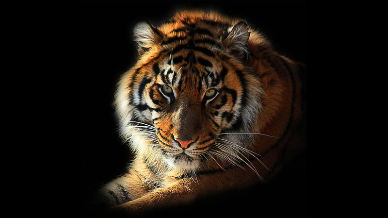tiger in the dark
