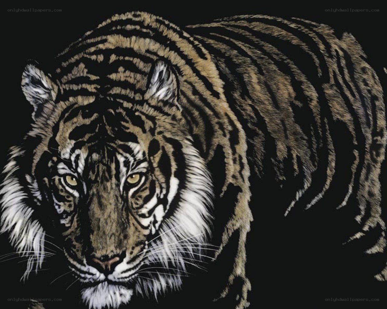 tiger in the dark