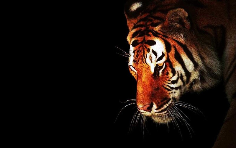 tiger in the dark