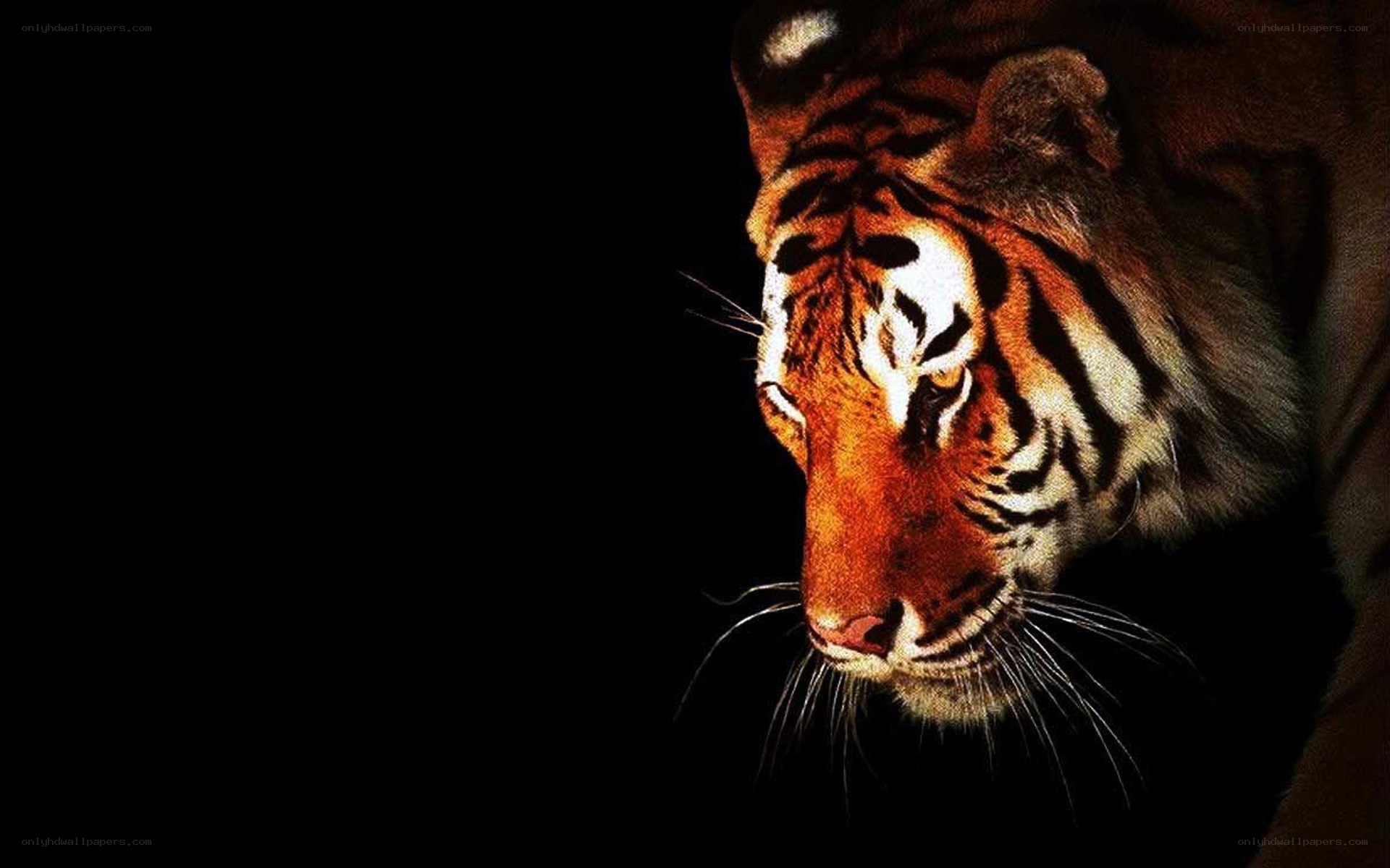tiger in the dark