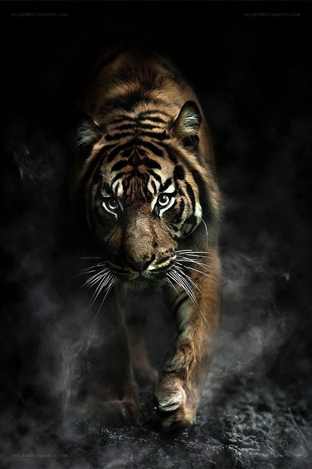 tiger in the dark