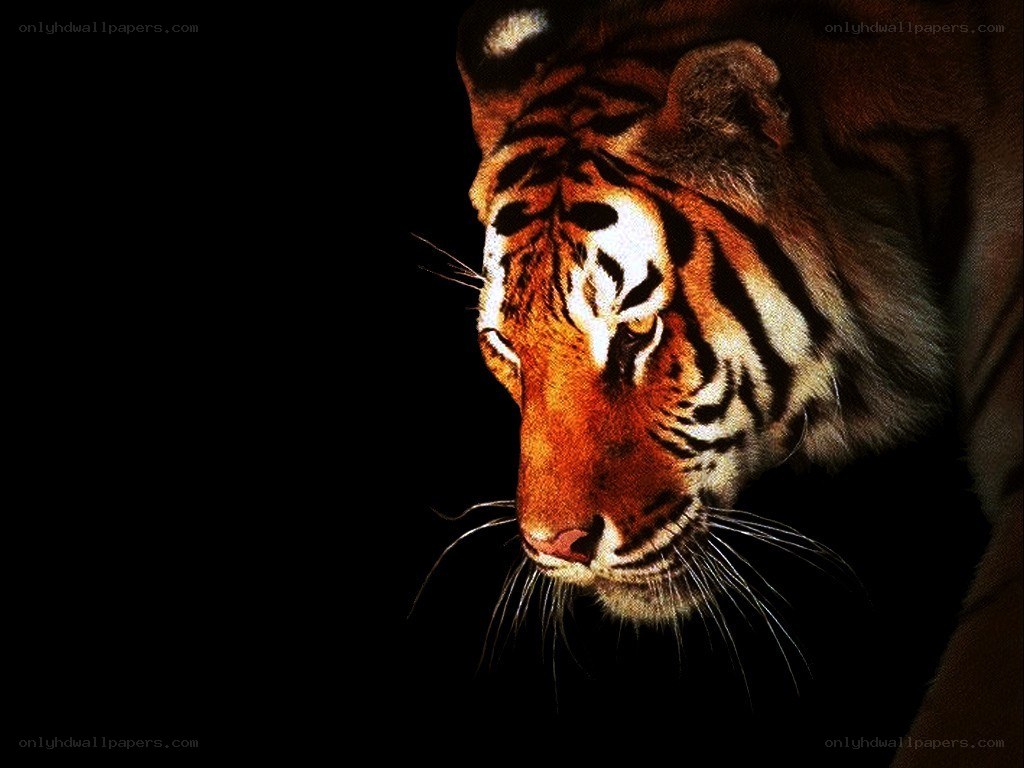 tiger in the dark