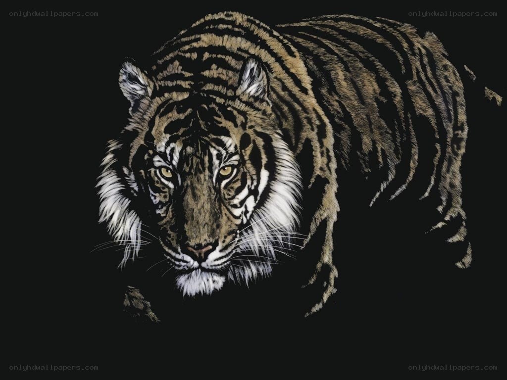 tiger in the dark
