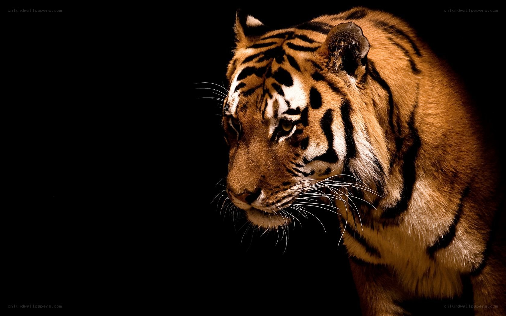 tiger in the dark