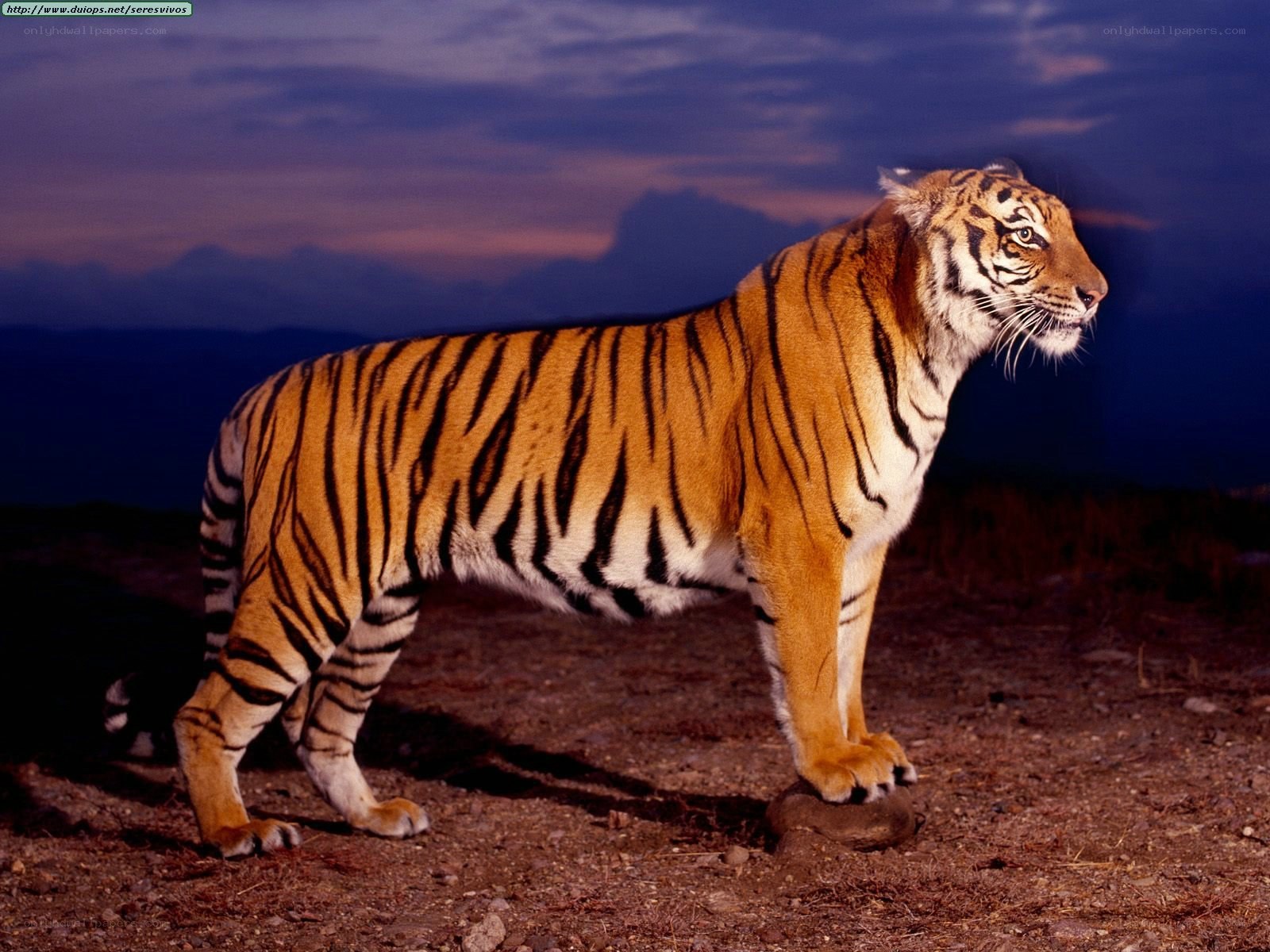 Tiger in the dusk