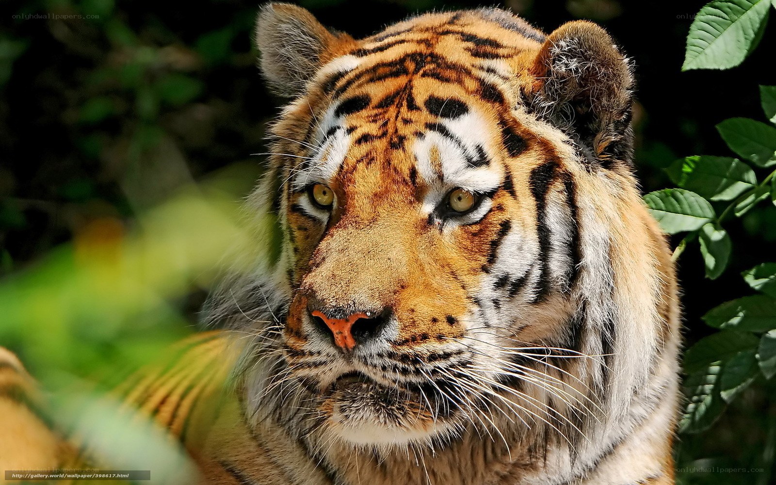 tiger in the forest