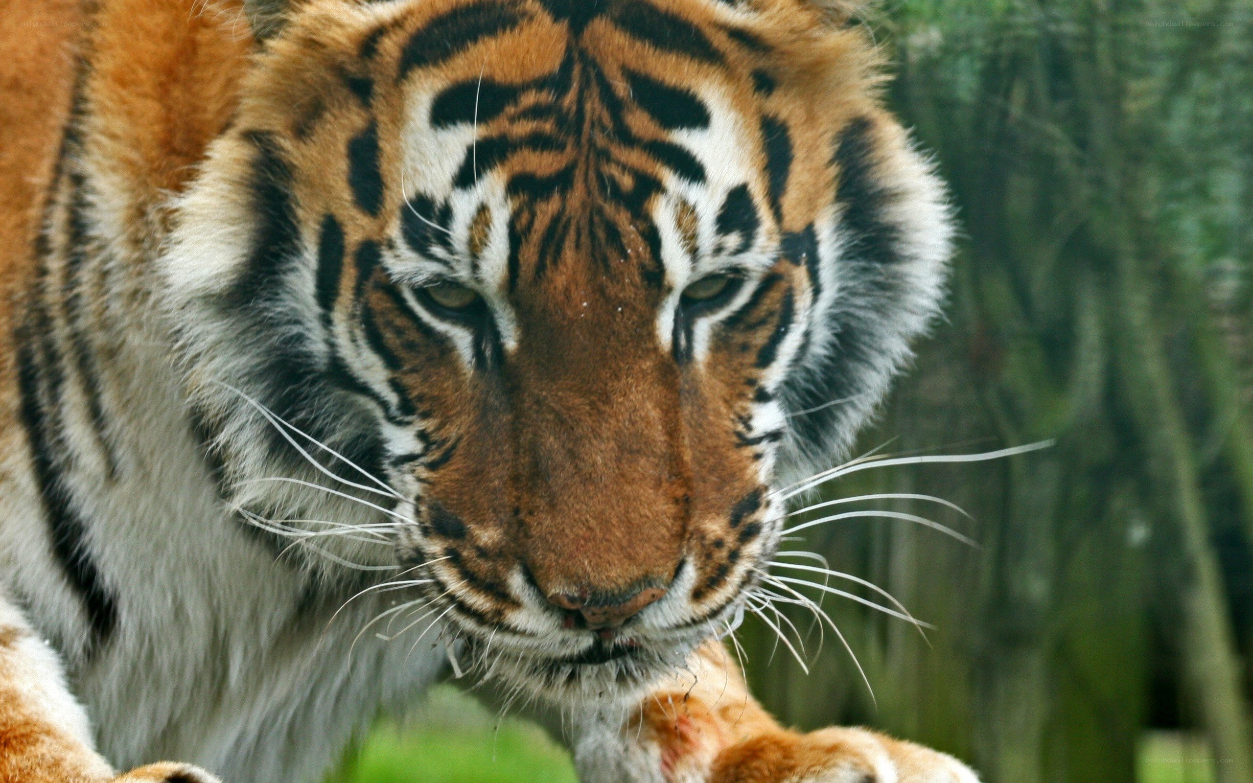 tiger in the forest