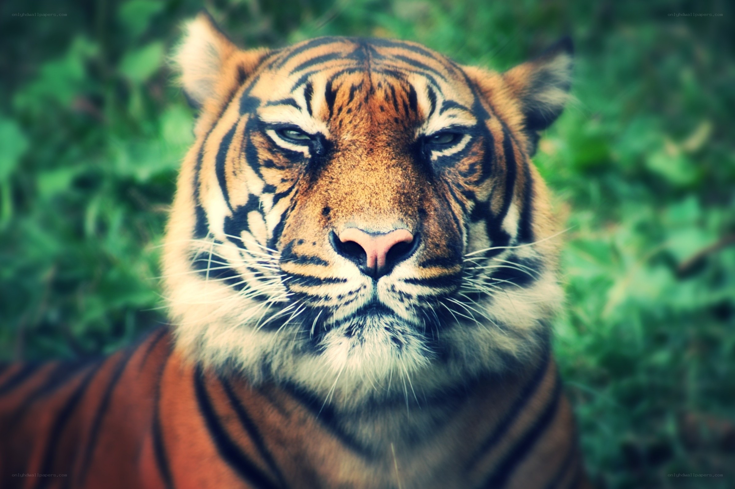 tiger in the forest