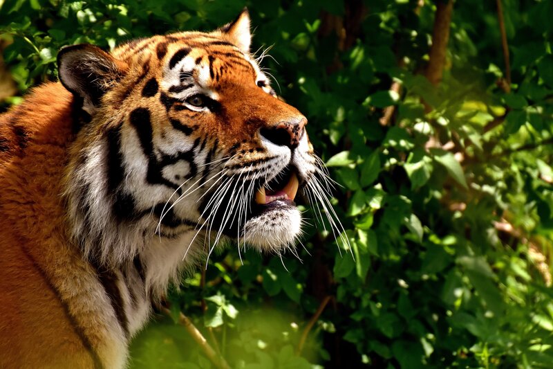 tiger in the forest