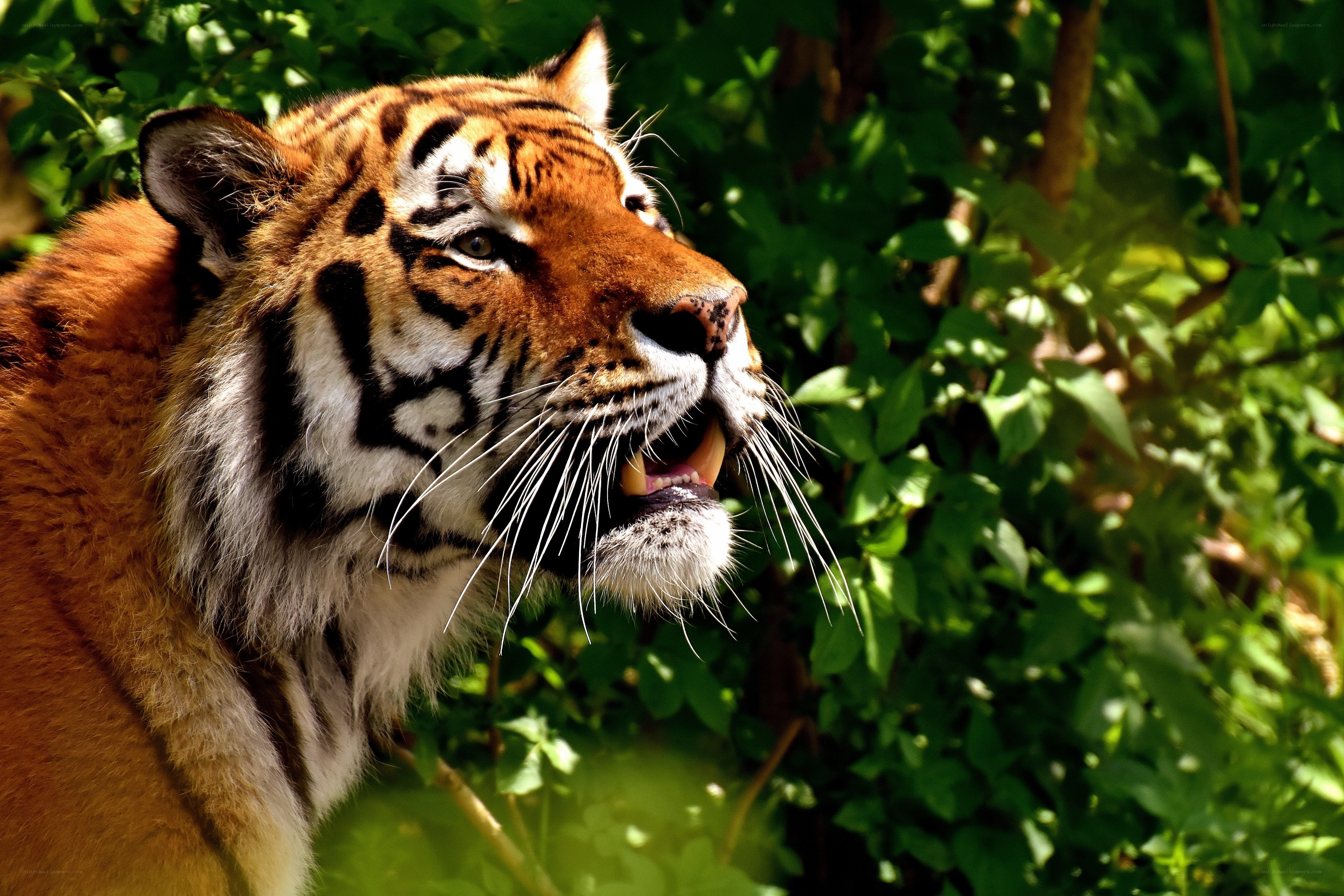tiger in the forest