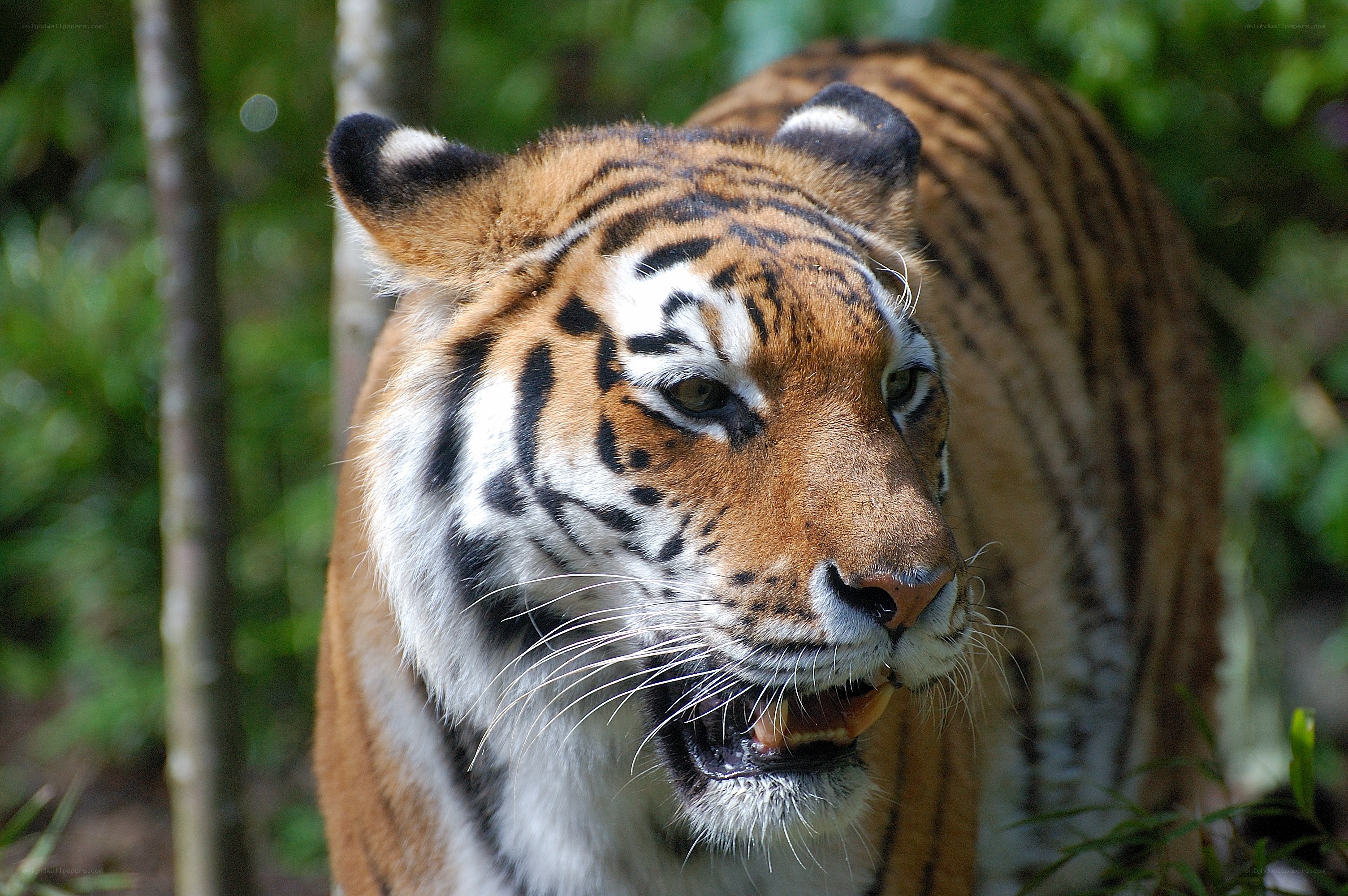 tiger in the forest