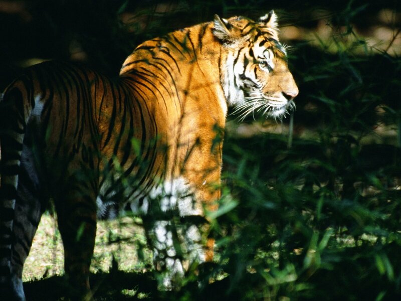 tiger in the forest