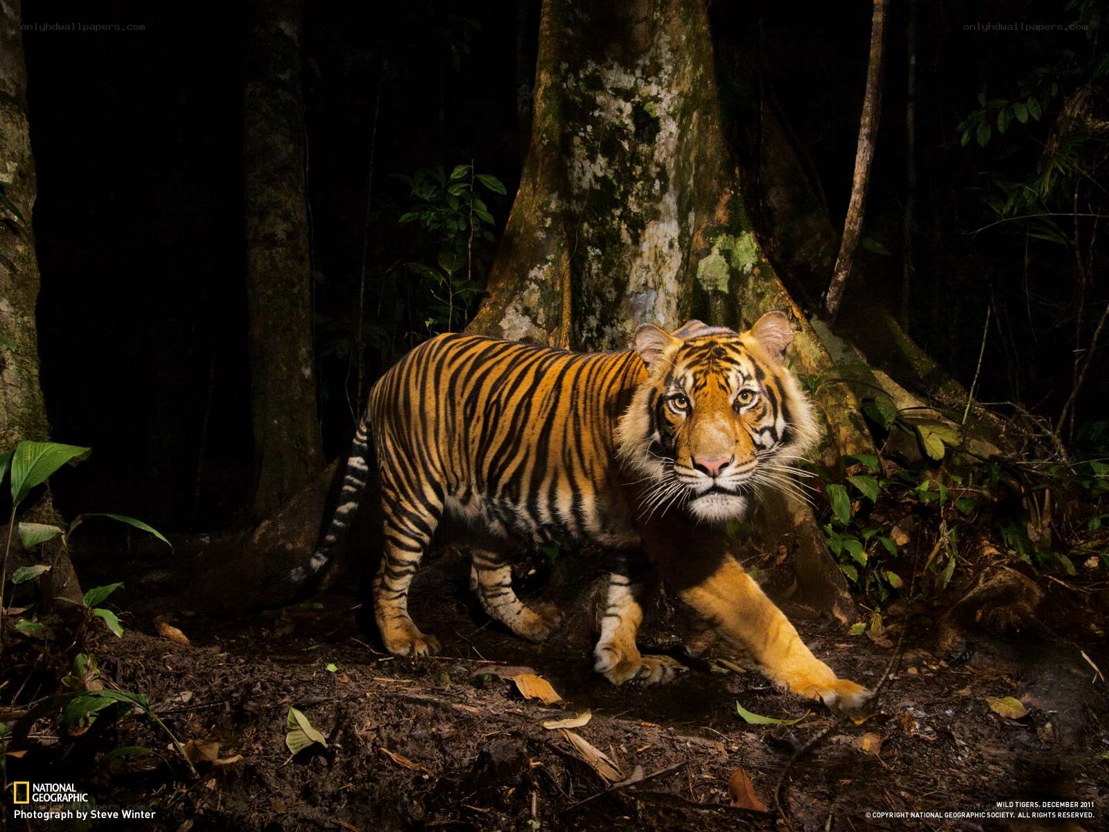 Tiger in the forest