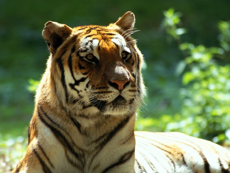 tiger in the forest