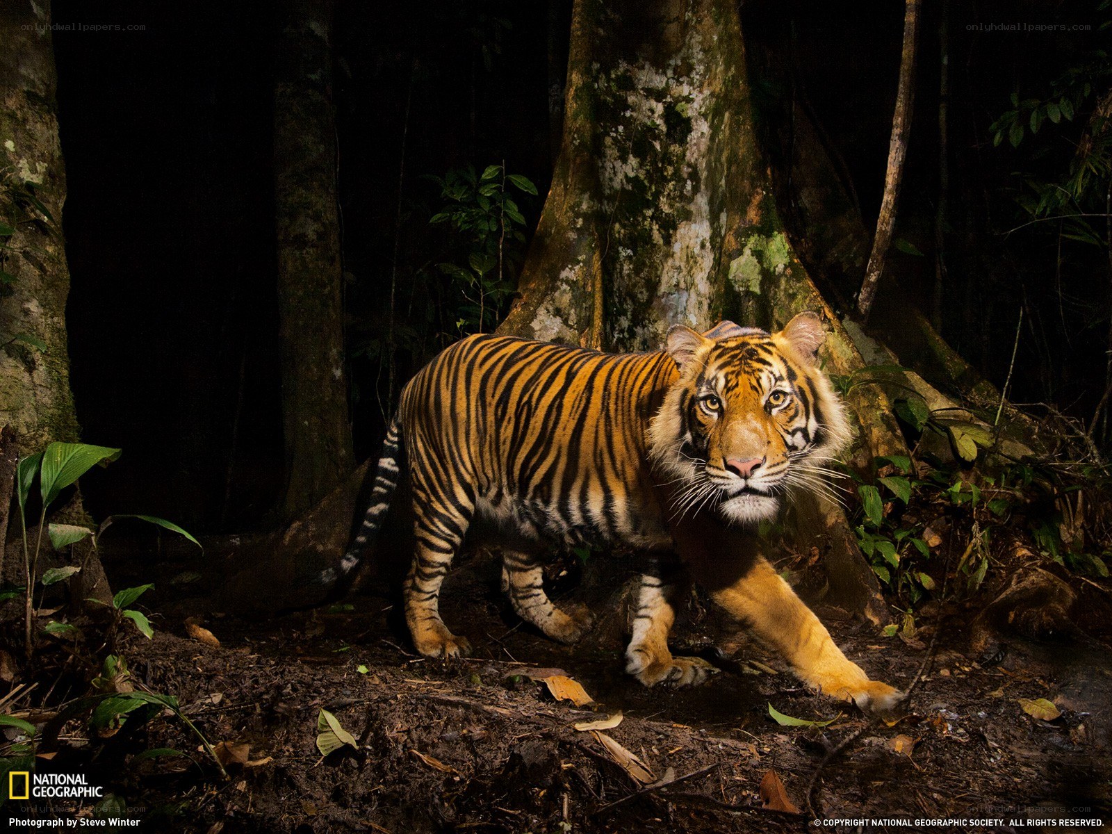 Tiger in the forest