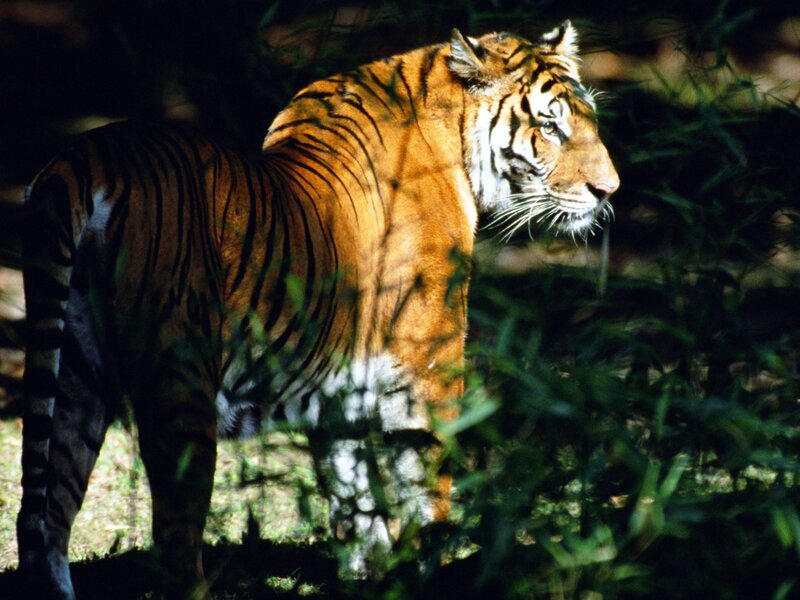 tiger in the forest