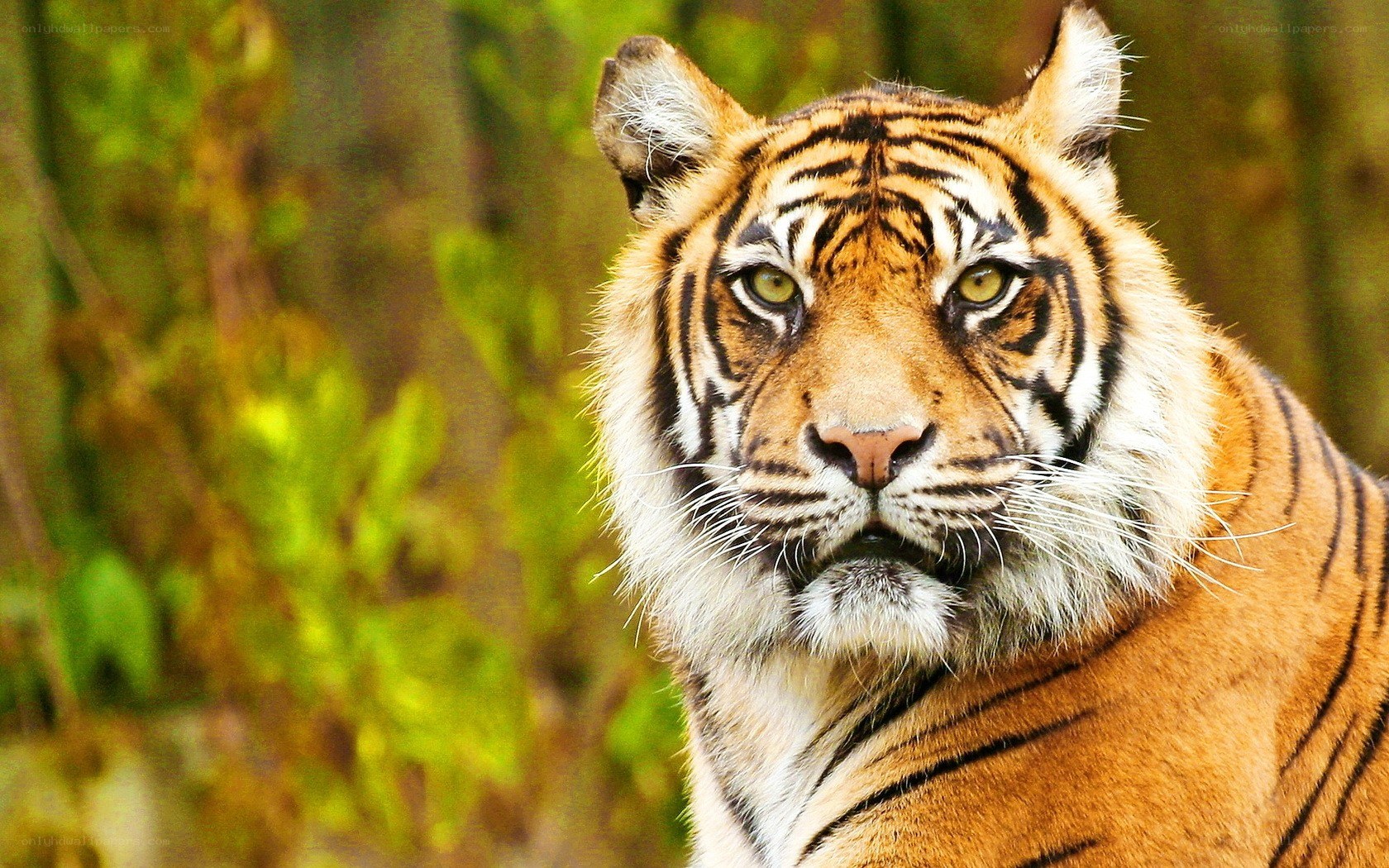 tiger in the forest