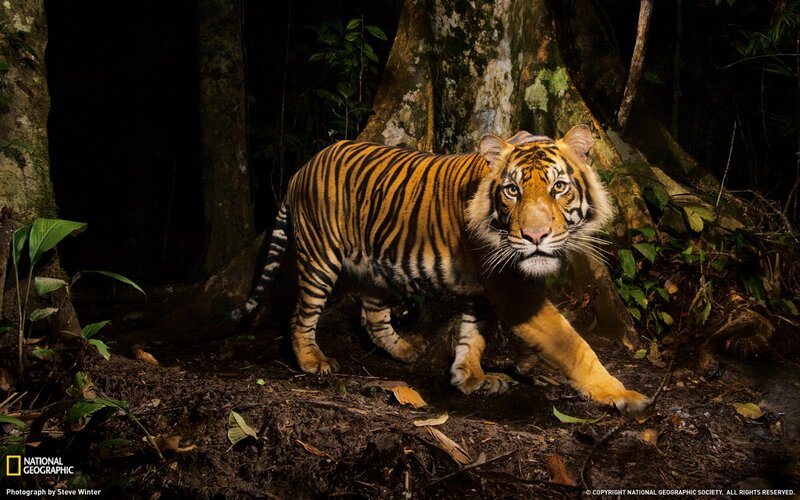 Tiger in the forest