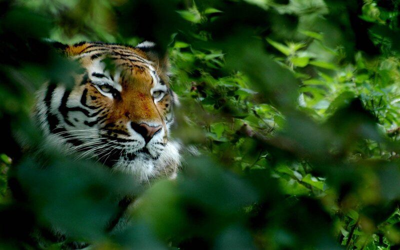 tiger in the forest