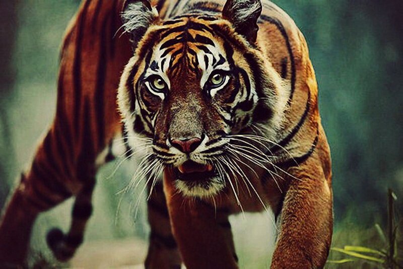 Tiger in the forest