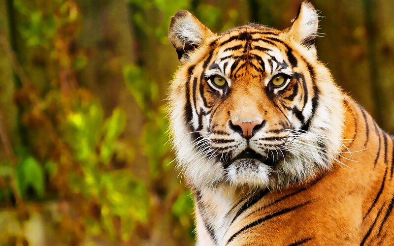 tiger in the forest