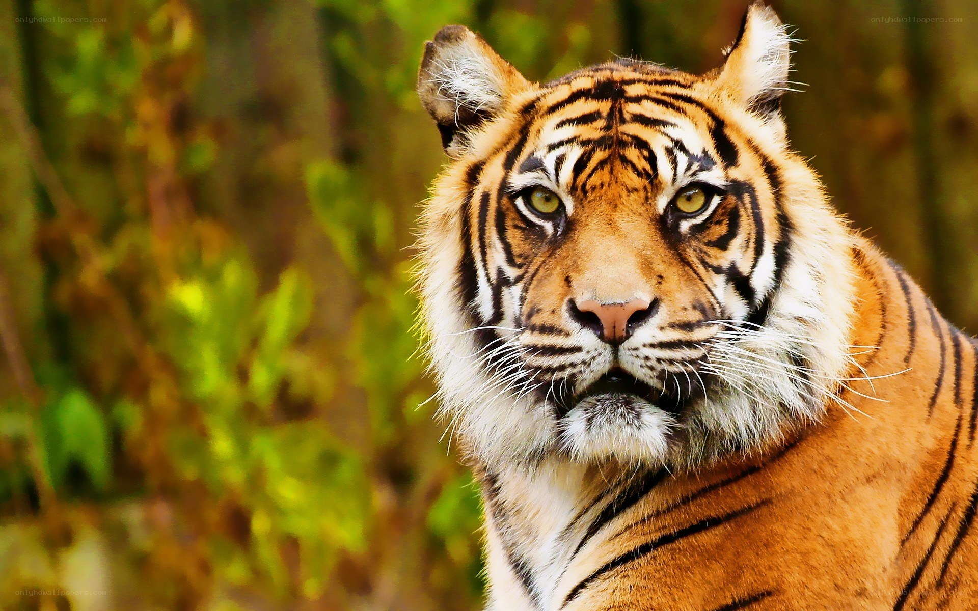 tiger in the forest