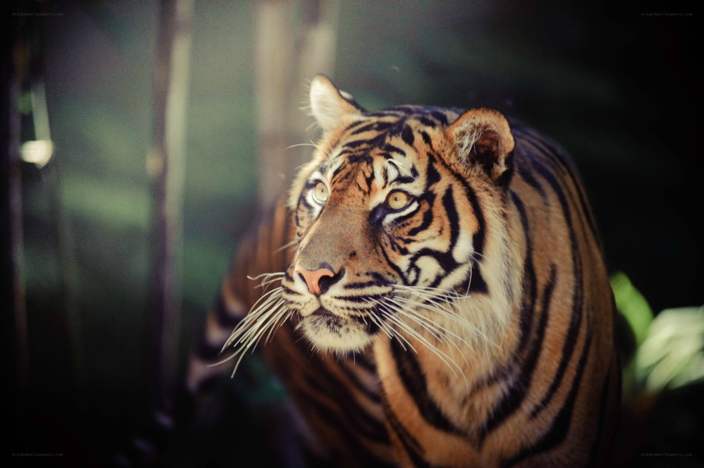 tiger in the forest