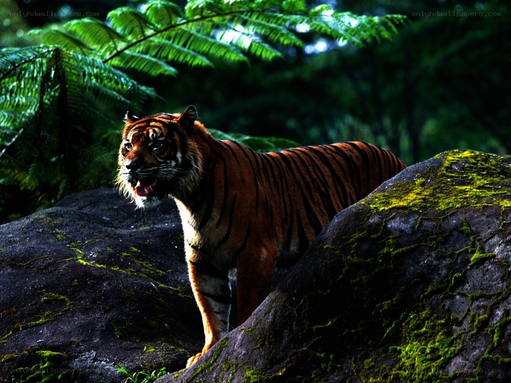 Tiger in the forest