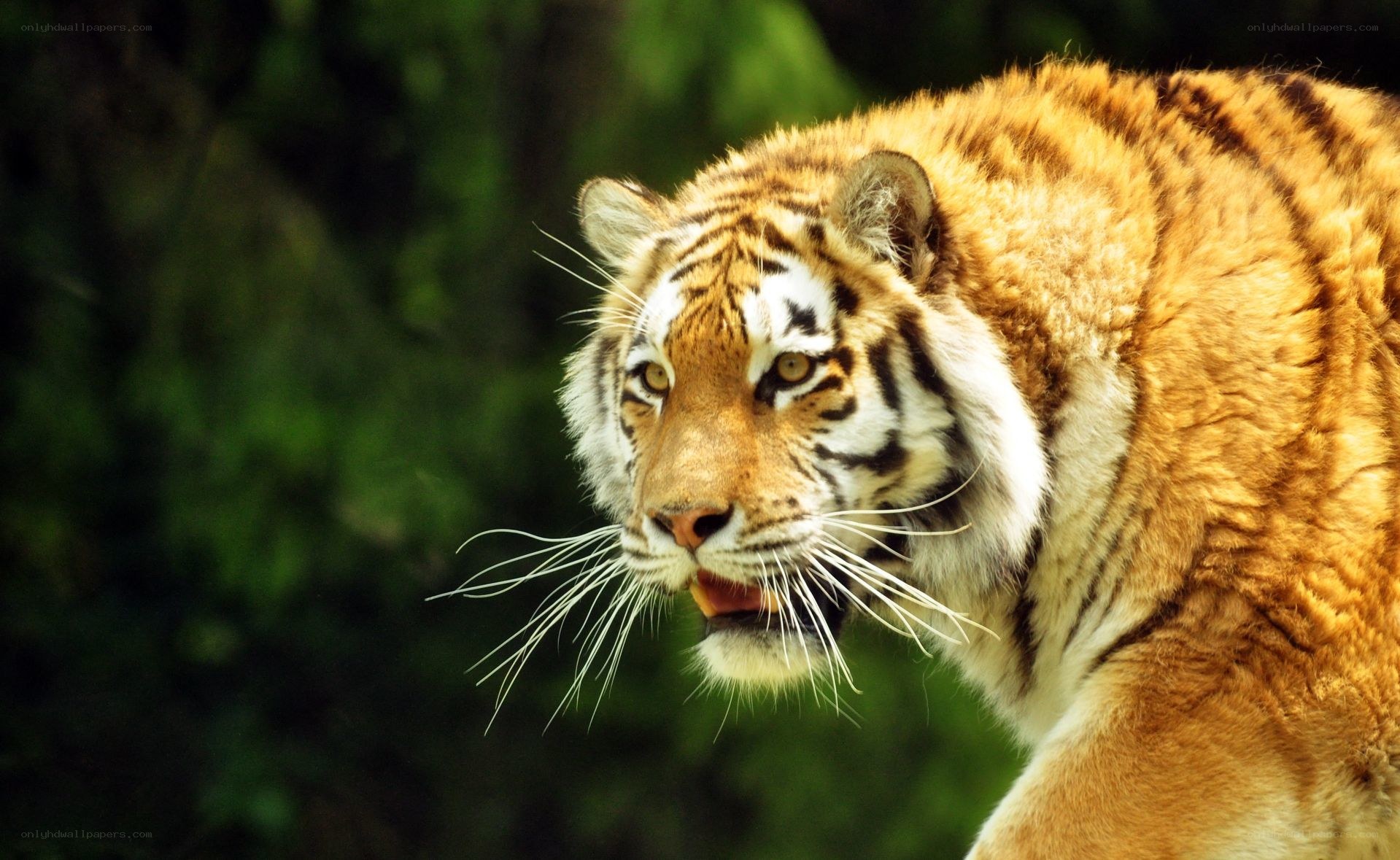 tiger in the forest