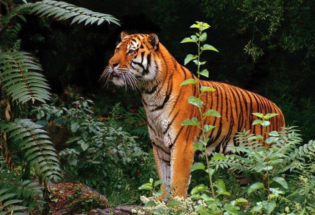 tiger in the forest