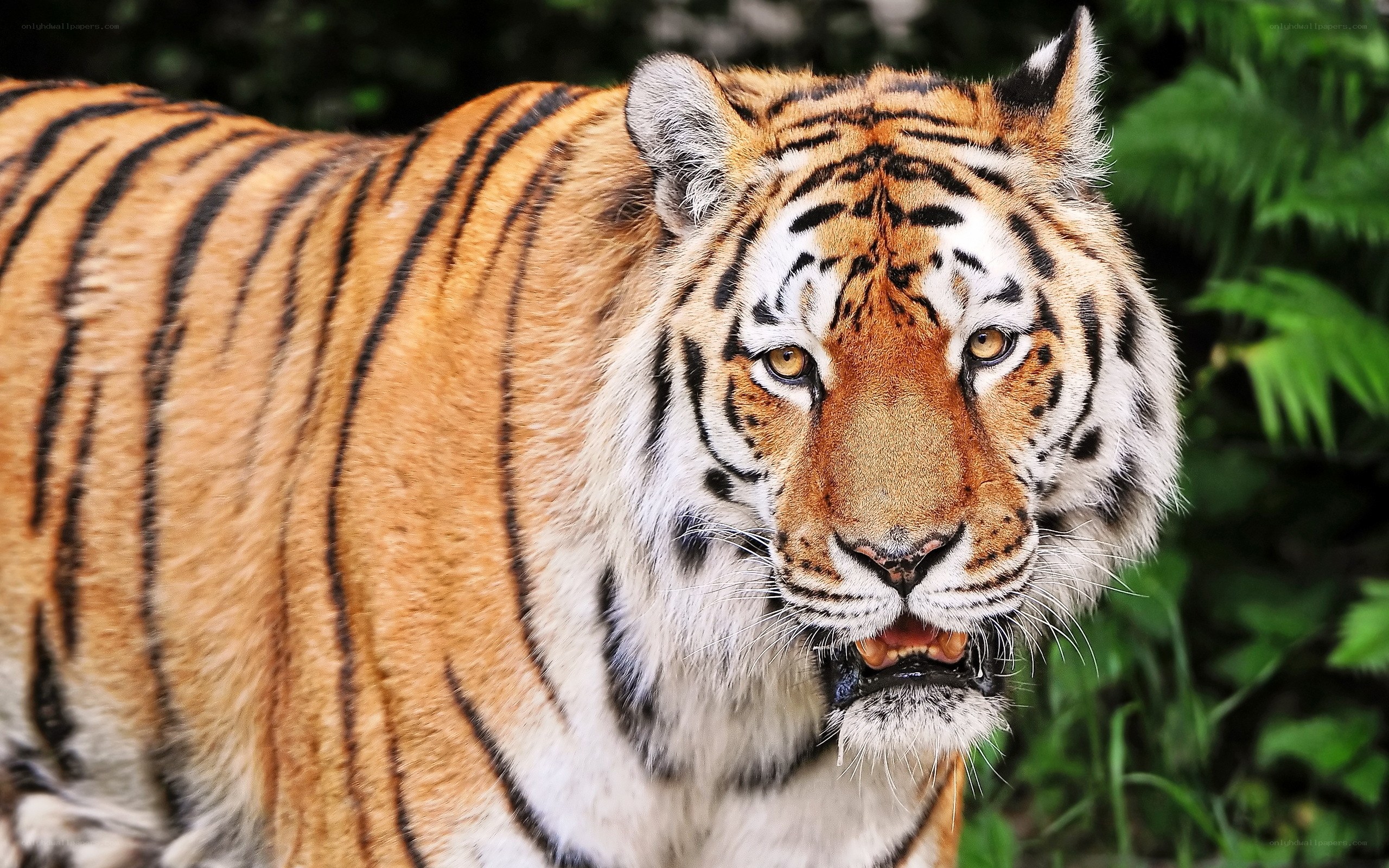 tiger in the forest