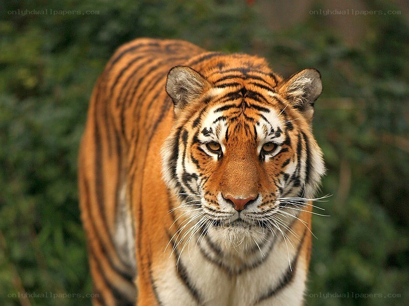 Tiger in the forest
